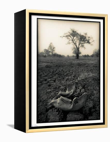 Lower Jaw of Animal Skull on Parched Mud in Selous Game Reserve, Tanzania-Paul Joynson Hicks-Framed Premier Image Canvas