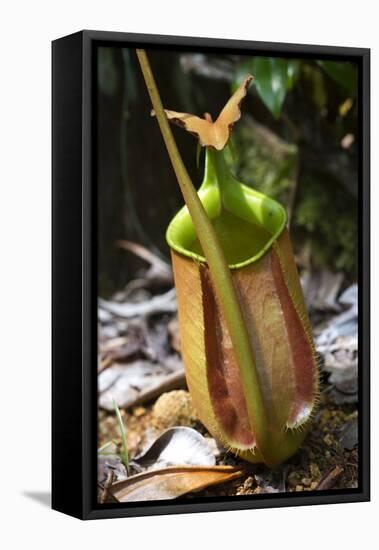 Lower Pitcher of the Carnivorous Pitcher Plant (Nepenthes Bicalcarata) Endemic to Borneo-Louise Murray-Framed Premier Image Canvas