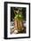 Lower Pitcher of the Carnivorous Pitcher Plant (Nepenthes Bicalcarata) Endemic to Borneo-Louise Murray-Framed Photographic Print