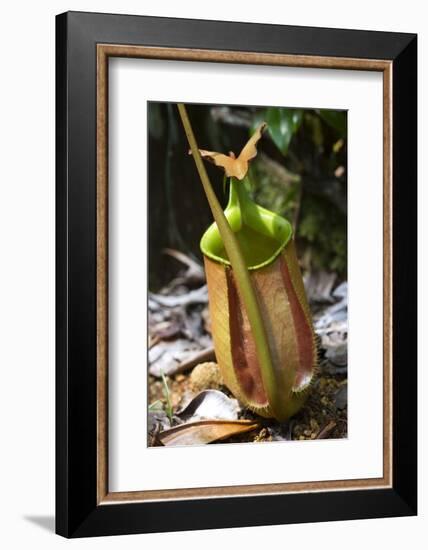 Lower Pitcher of the Carnivorous Pitcher Plant (Nepenthes Bicalcarata) Endemic to Borneo-Louise Murray-Framed Photographic Print