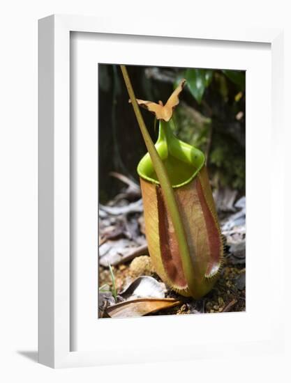 Lower Pitcher of the Carnivorous Pitcher Plant (Nepenthes Bicalcarata) Endemic to Borneo-Louise Murray-Framed Photographic Print