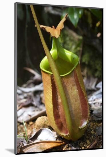 Lower Pitcher of the Carnivorous Pitcher Plant (Nepenthes Bicalcarata) Endemic to Borneo-Louise Murray-Mounted Photographic Print