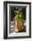 Lower Pitcher of the Carnivorous Pitcher Plant (Nepenthes Bicalcarata) Endemic to Borneo-Louise Murray-Framed Photographic Print