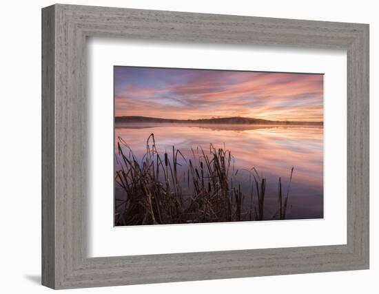 Lower Tamar Lake and reeds at sunrise, North Cornwall, UK-Ross Hoddinott-Framed Photographic Print