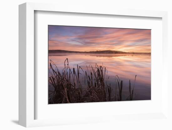 Lower Tamar Lake and reeds at sunrise, North Cornwall, UK-Ross Hoddinott-Framed Photographic Print