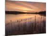 Lower Tamar Lakes, reflections and rushes, colurful winter sunrise, North Cornwall, UK-Ross Hoddinott-Mounted Photographic Print