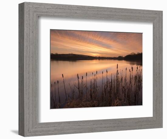 Lower Tamar Lakes, reflections and rushes, colurful winter sunrise, North Cornwall, UK-Ross Hoddinott-Framed Photographic Print