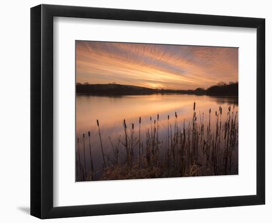 Lower Tamar Lakes, reflections and rushes, colurful winter sunrise, North Cornwall, UK-Ross Hoddinott-Framed Photographic Print