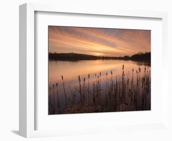 Lower Tamar Lakes, reflections and rushes, colurful winter sunrise, North Cornwall, UK-Ross Hoddinott-Framed Photographic Print