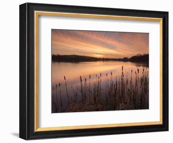 Lower Tamar Lakes, reflections and rushes, colurful winter sunrise, North Cornwall, UK-Ross Hoddinott-Framed Photographic Print