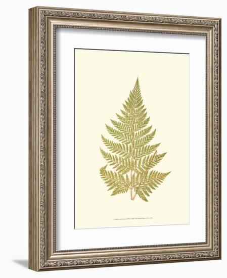 Lowes Fern I-Edward Lowe-Framed Art Print