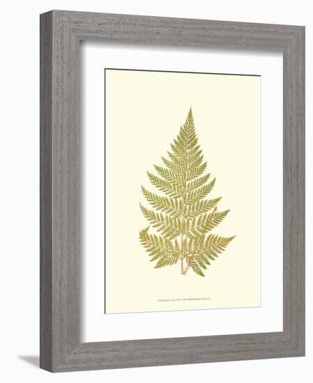 Lowes Fern I-Edward Lowe-Framed Art Print