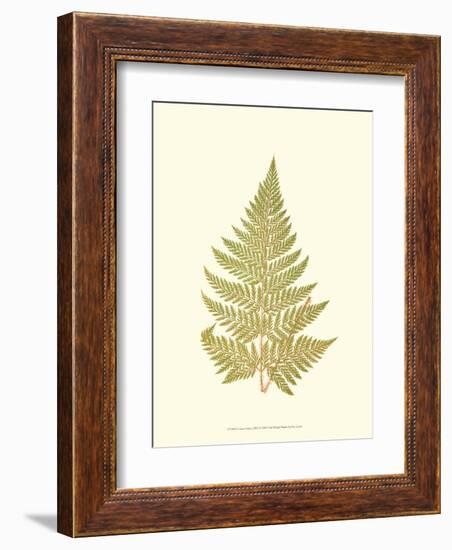 Lowes Fern I-Edward Lowe-Framed Art Print