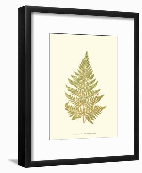 Lowes Fern I-Edward Lowe-Framed Art Print