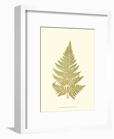 Lowes Fern I-Edward Lowe-Framed Art Print