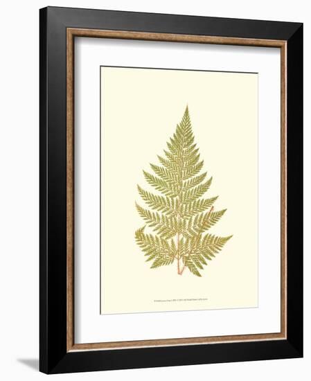 Lowes Fern I-Edward Lowe-Framed Art Print