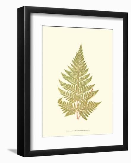 Lowes Fern I-Edward Lowe-Framed Art Print