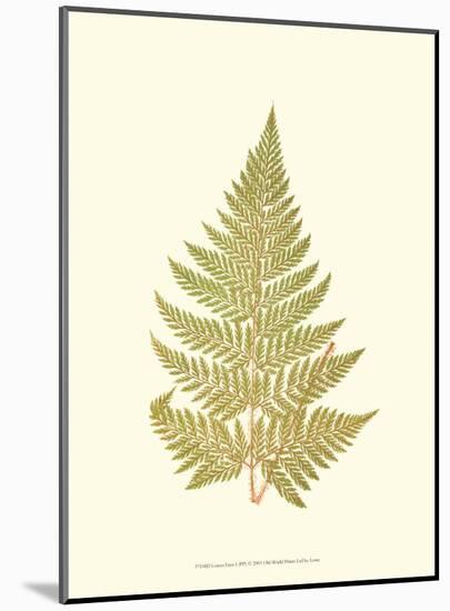 Lowes Fern I-Edward Lowe-Mounted Art Print