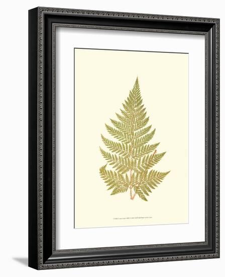 Lowes Fern I-Edward Lowe-Framed Art Print