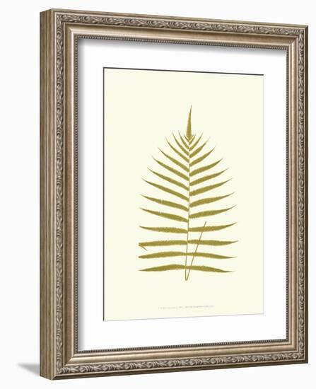 Lowes Fern IV-Edward Lowe-Framed Art Print