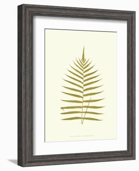 Lowes Fern IV-Edward Lowe-Framed Art Print