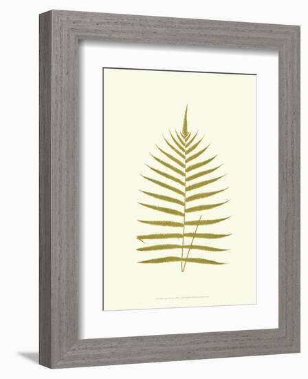 Lowes Fern IV-Edward Lowe-Framed Art Print