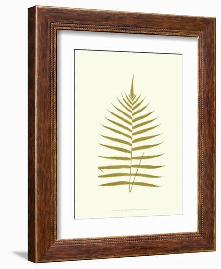 Lowes Fern IV-Edward Lowe-Framed Art Print