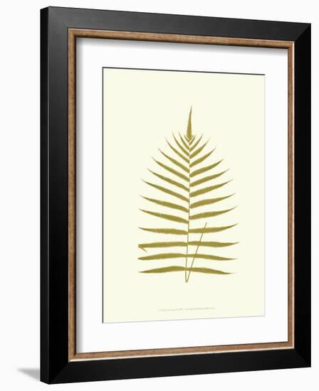 Lowes Fern IV-Edward Lowe-Framed Art Print