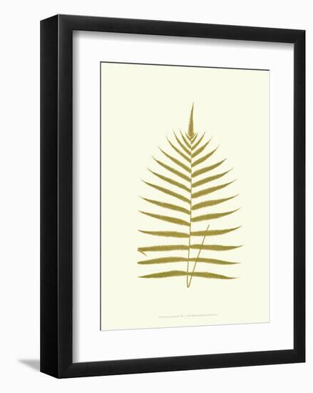 Lowes Fern IV-Edward Lowe-Framed Art Print