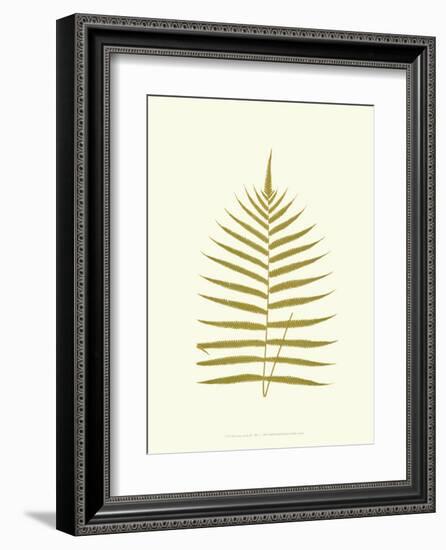 Lowes Fern IV-Edward Lowe-Framed Art Print