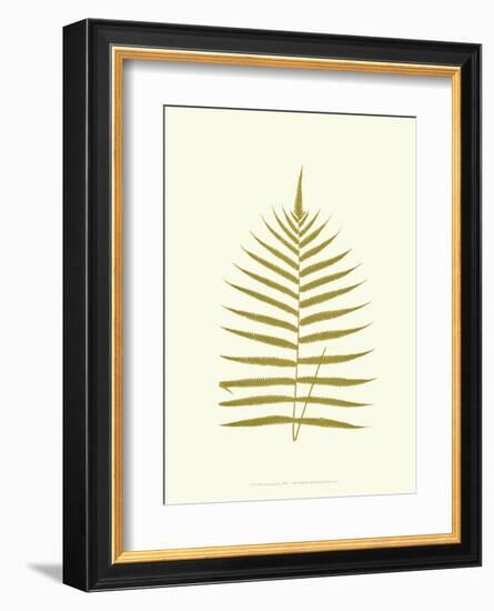 Lowes Fern IV-Edward Lowe-Framed Art Print