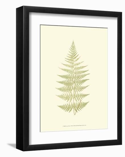 Lowes Fern V-Edward Lowe-Framed Art Print