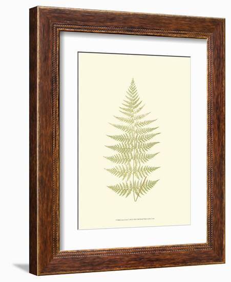 Lowes Fern V-Edward Lowe-Framed Art Print