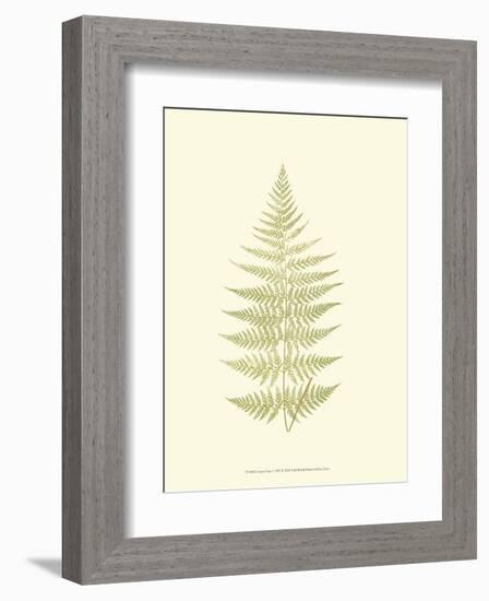 Lowes Fern V-Edward Lowe-Framed Art Print