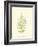 Lowes Fern V-Edward Lowe-Framed Art Print