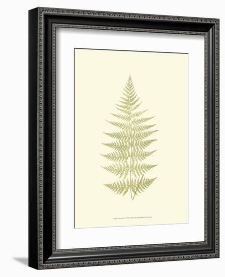 Lowes Fern V-Edward Lowe-Framed Art Print