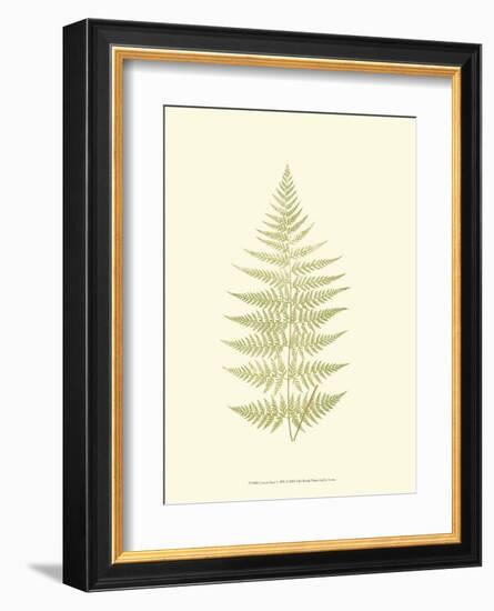 Lowes Fern V-Edward Lowe-Framed Art Print