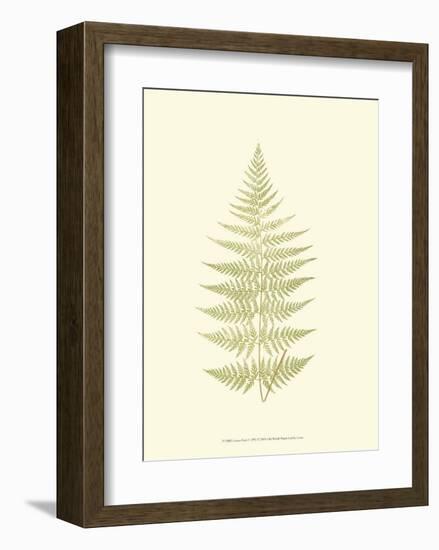 Lowes Fern V-Edward Lowe-Framed Art Print