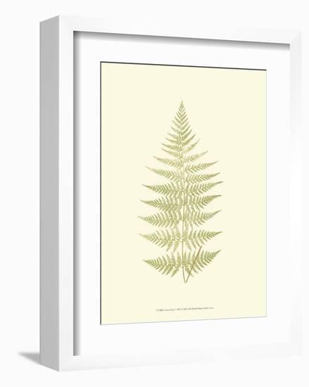 Lowes Fern V-Edward Lowe-Framed Art Print