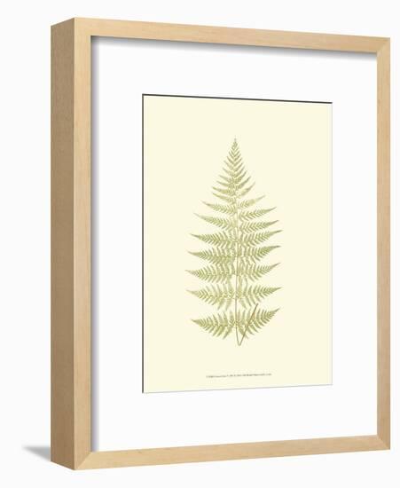 Lowes Fern V-Edward Lowe-Framed Art Print