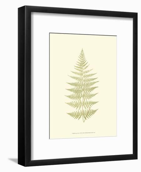 Lowes Fern V-Edward Lowe-Framed Art Print