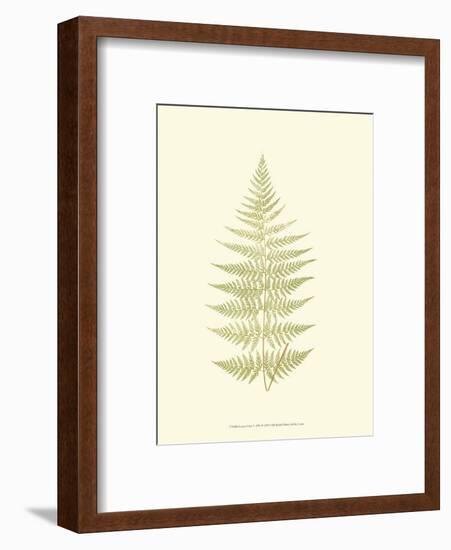 Lowes Fern V-Edward Lowe-Framed Art Print