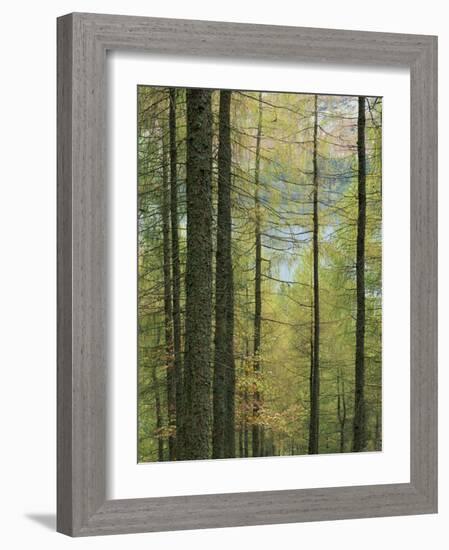 Lowes Water Through Trees, Holme Wood, Lake District, Cumbria, England, United Kingdom, Europe-Neale Clarke-Framed Photographic Print