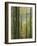 Lowes Water Through Trees, Holme Wood, Lake District, Cumbria, England, United Kingdom, Europe-Neale Clarke-Framed Photographic Print