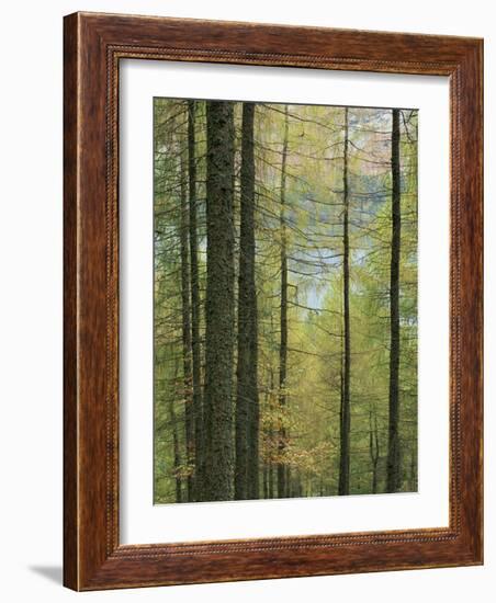 Lowes Water Through Trees, Holme Wood, Lake District, Cumbria, England, United Kingdom, Europe-Neale Clarke-Framed Photographic Print