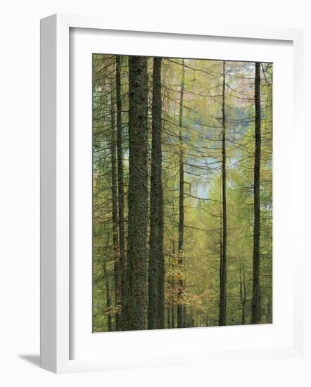 Lowes Water Through Trees, Holme Wood, Lake District, Cumbria, England, United Kingdom, Europe-Neale Clarke-Framed Photographic Print