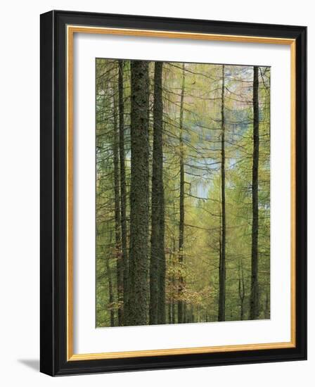 Lowes Water Through Trees, Holme Wood, Lake District, Cumbria, England, United Kingdom, Europe-Neale Clarke-Framed Photographic Print