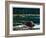 Lowland Beaver-Fred Ludekens-Framed Giclee Print