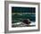 Lowland Beaver-Fred Ludekens-Framed Giclee Print