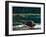 Lowland Beaver-Fred Ludekens-Framed Giclee Print